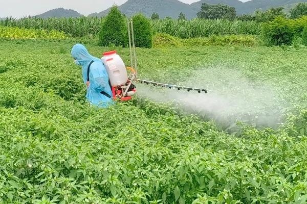 除草剂打到辣椒上的影响，可能会出现药害