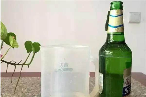 如何正确使用啤酒喷花叶，要稀释后再喷洒