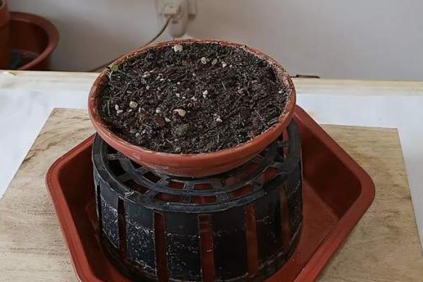 仙客来的种植方法，可播种或球茎分割种植