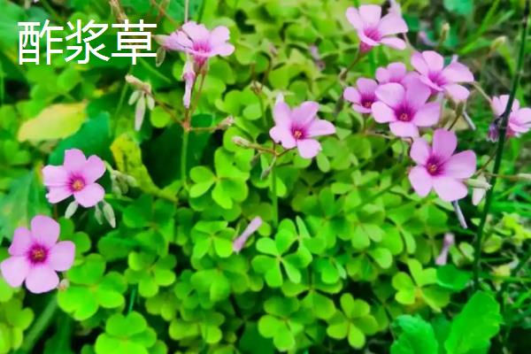 酢浆草和三叶草有什么区别，种类、叶片均不同