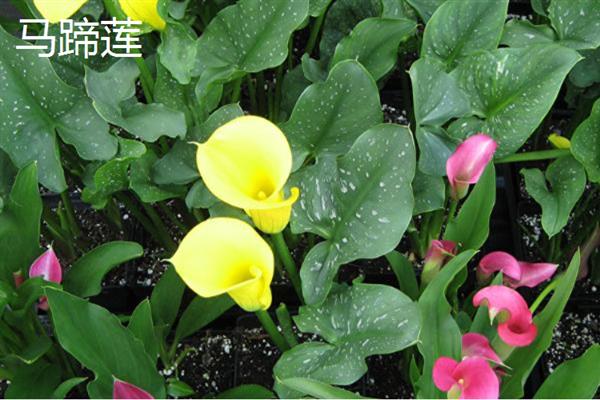马蹄莲和海芋有什么区别，品种、花朵、种子均不同