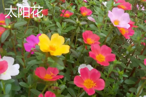 乔迁新居适合送什么花，适合选择太阳花、康乃馨等