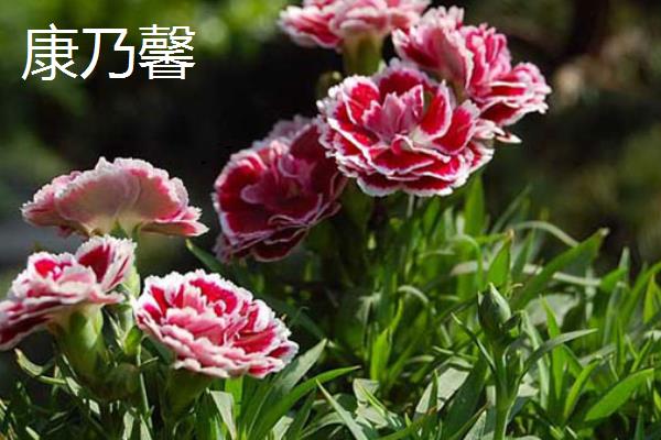 乔迁新居适合送什么花，适合选择太阳花、康乃馨等