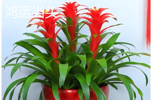乔迁新居适合送什么花，适合选择太阳花、康乃馨等