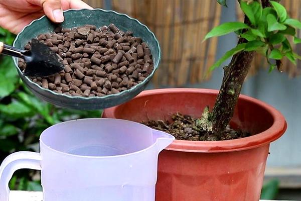 三角梅用哪种肥料催花，可以为其施加磷钾肥