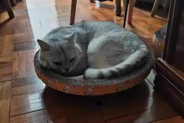 猫冠状病毒应该如何治疗，要根据猫咪的其他症状对症用药