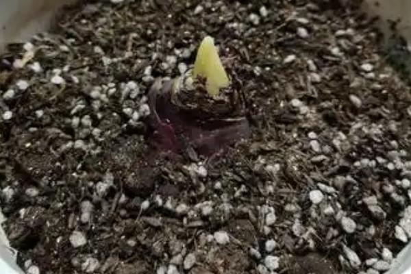 怎么养殖风信子，平时把土壤湿度保持在60-70%