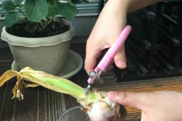 怎么养殖风信子，平时把土壤湿度保持在60-70%