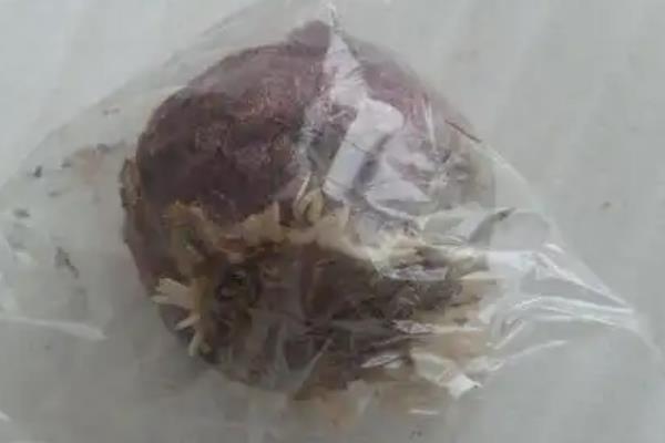 怎么养殖风信子，平时把土壤湿度保持在60-70%