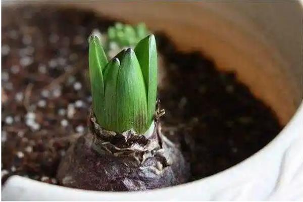 风信子种球的种植方法，可土培也可水培
