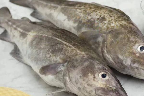 鲽鱼鸦片鱼鳕鱼的区别，习性、外形、口感均不同