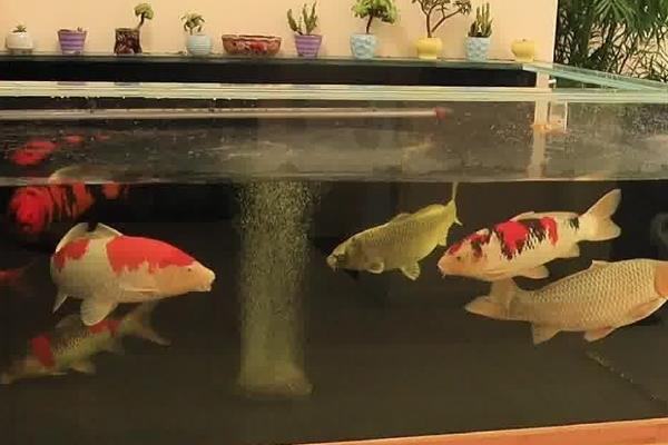 锦鲤要不要打氧气，需确保24小时不间断供氧