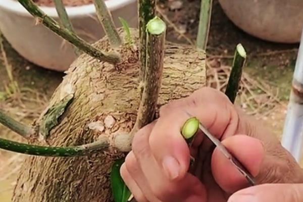 春天扦插三角梅的方法，用生根水浸泡枝条后再插入土壤中