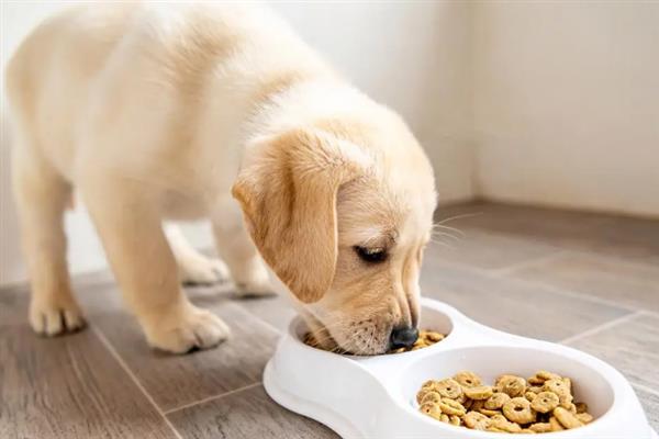 犬尿石症的发病原因，可能是体内代谢紊乱或尿路病变