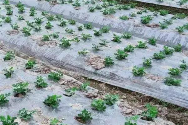 怎么避免花生烂种，用药剂拌种可防止种子带菌