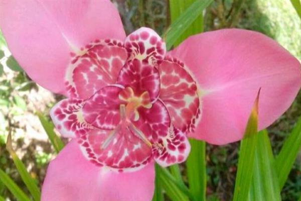 老虎花的花语是什么，寓意为爱我