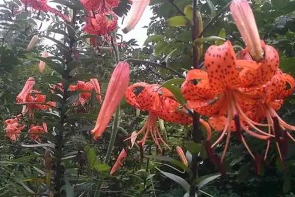 老虎花的花语是什么，寓意为爱我