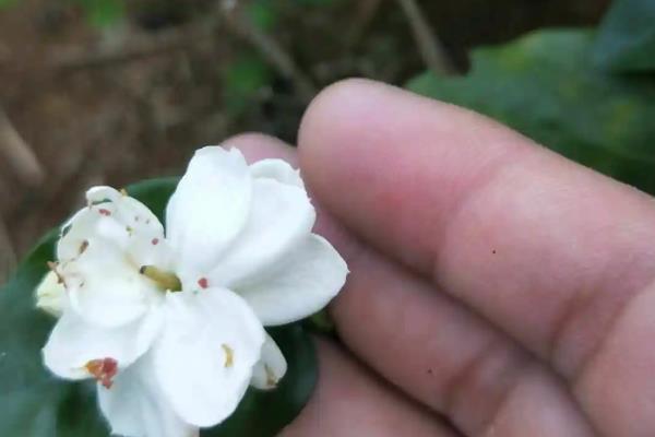 茉莉花生虫子了怎么处理，可人工捕杀或喷洒溶液