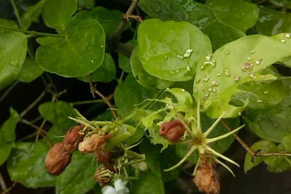 茉莉花生虫子了怎么处理，可人工捕杀或喷洒溶液