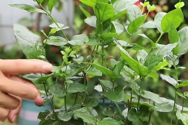 茉莉花生虫子了怎么处理，可人工捕杀或喷洒溶液