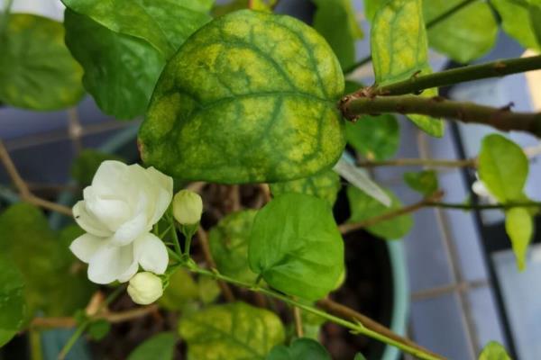 茉莉花生虫子了怎么处理，可人工捕杀或喷洒溶液
