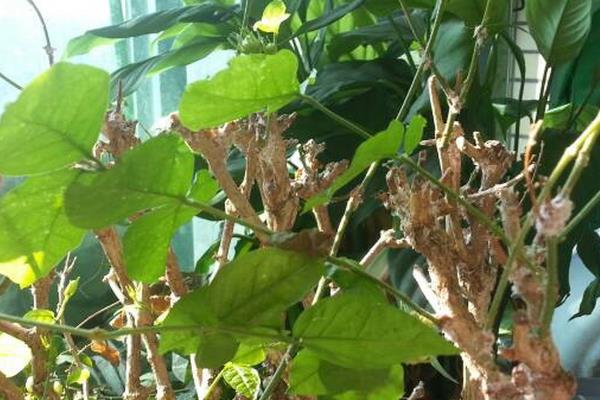 茉莉花生虫子了怎么处理，可人工捕杀或喷洒溶液