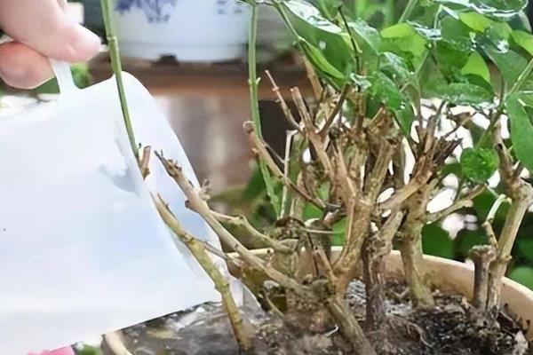 茉莉花生虫子了怎么处理，可人工捕杀或喷洒溶液