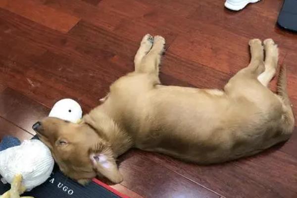 犬猫洋葱中毒的症状，病犬会出现明显的红尿