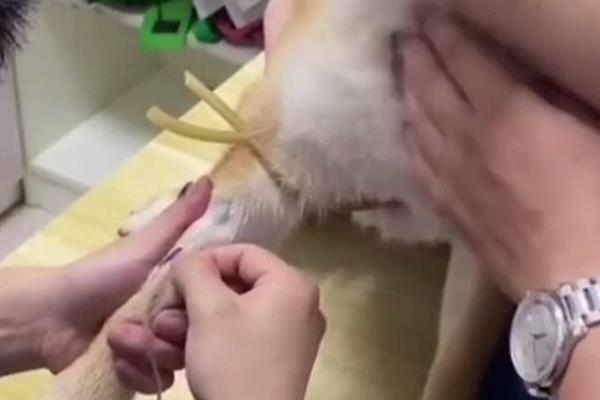犬猫洋葱中毒的症状，病犬会出现明显的红尿