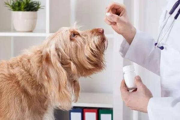 犬猫洋葱中毒的症状，病犬会出现明显的红尿