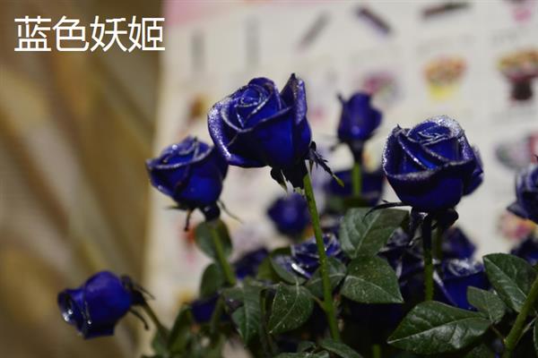 玫瑰花的品种，红袖玫瑰、粉佳人等品种较常见