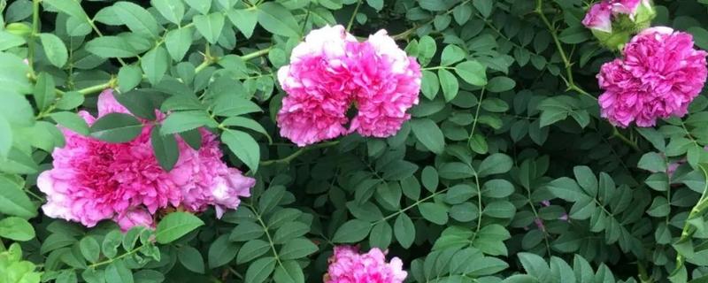 缫丝花怎么养，注意夏季干旱时要浇足水