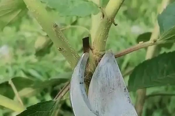 大樱桃树如何修剪，一般就是进行疏剪处理