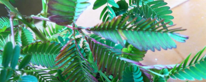 含羞草干枯的抢救方式，可更换土壤或管控浇水等