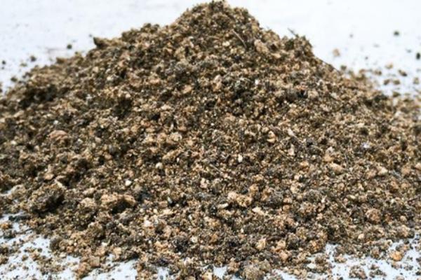 含羞草干枯的抢救方式，可更换土壤或管控浇水等