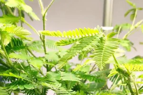 含羞草干枯的抢救方式，可更换土壤或管控浇水等