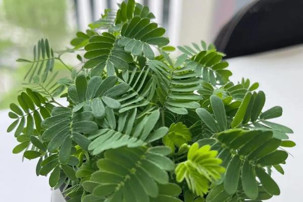 含羞草干枯的抢救方式，可更换土壤或管控浇水等