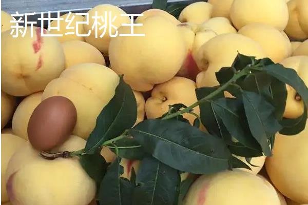 冬桃有什么优良品种，新世纪桃王、金童5号等品种的品质较好