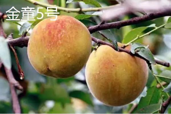 冬桃有什么优良品种，新世纪桃王、金童5号等品种的品质较好