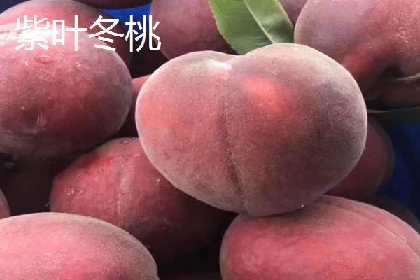 冬桃有什么优良品种，新世纪桃王、金童5号等品种的品质较好