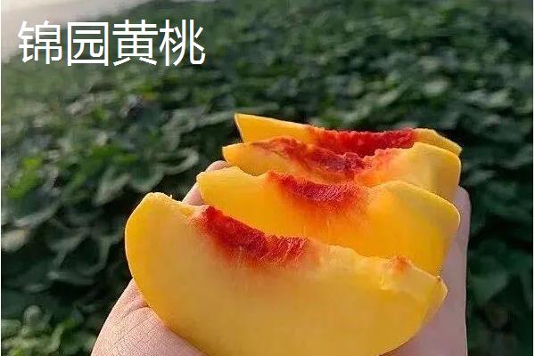 冬桃有什么优良品种，新世纪桃王、金童5号等品种的品质较好