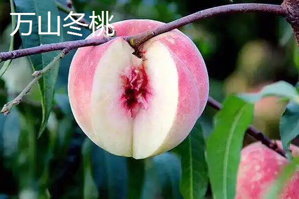 冬桃有什么优良品种，新世纪桃王、金童5号等品种的品质较好