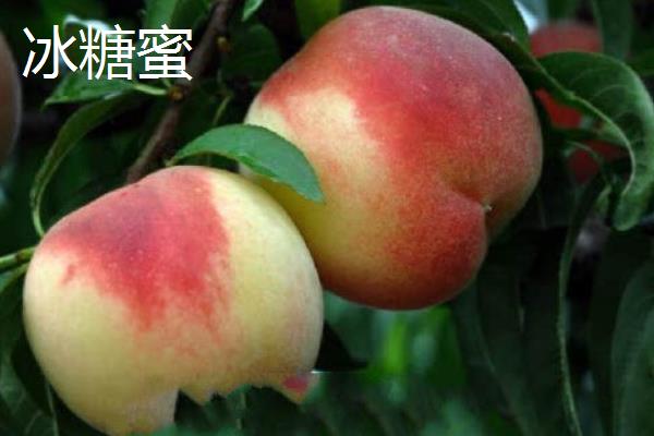 冬桃有什么优良品种，新世纪桃王、金童5号等品种的品质较好