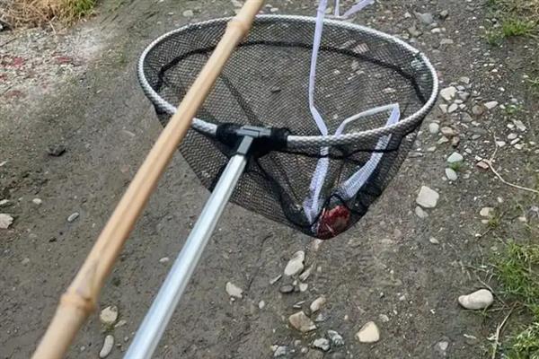 用哪种诱饵捕捉小龙虾，鸡肝、鸭肠、蚯蚓等饵料均适合使用