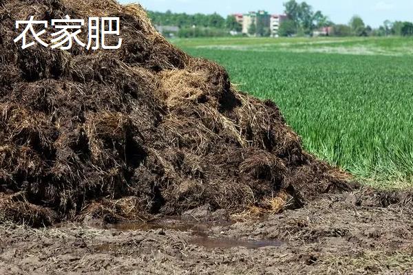 羌活需要什么肥料，基肥以土杂肥为主