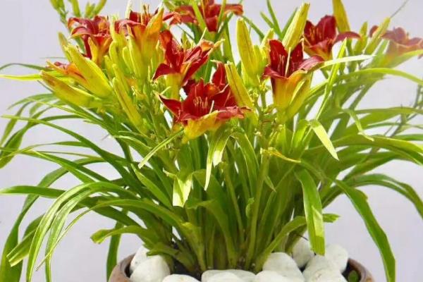 萱草花属于什么花，萱草花属于母亲花