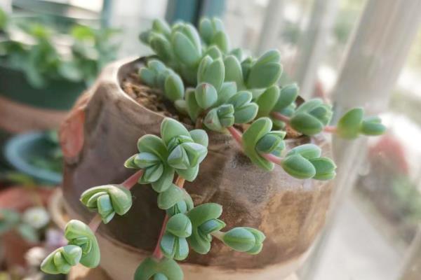 碧玉莲叶片变黄如何解决，缺光时增加光照可促使植株恢复生长