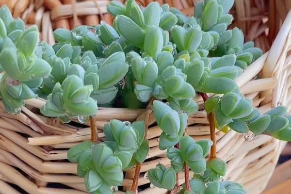 碧玉莲叶片变黄如何解决，缺光时增加光照可促使植株恢复生长