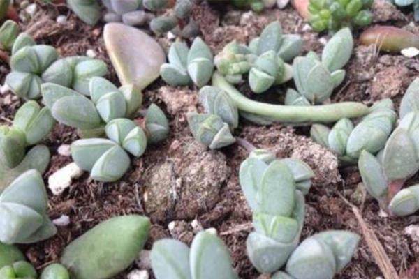 碧玉莲叶片变黄如何解决，缺光时增加光照可促使植株恢复生长
