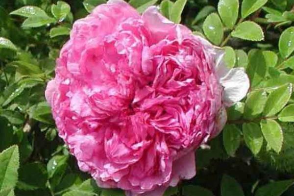 缫丝花怎么养，注意夏季干旱时要浇足水